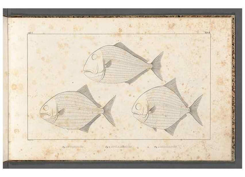 Reproducción/Reproduction 49639706763: Recherches sur les poissons fossiles ... /. Neuchatel :Petitpierre,1833-43.. 