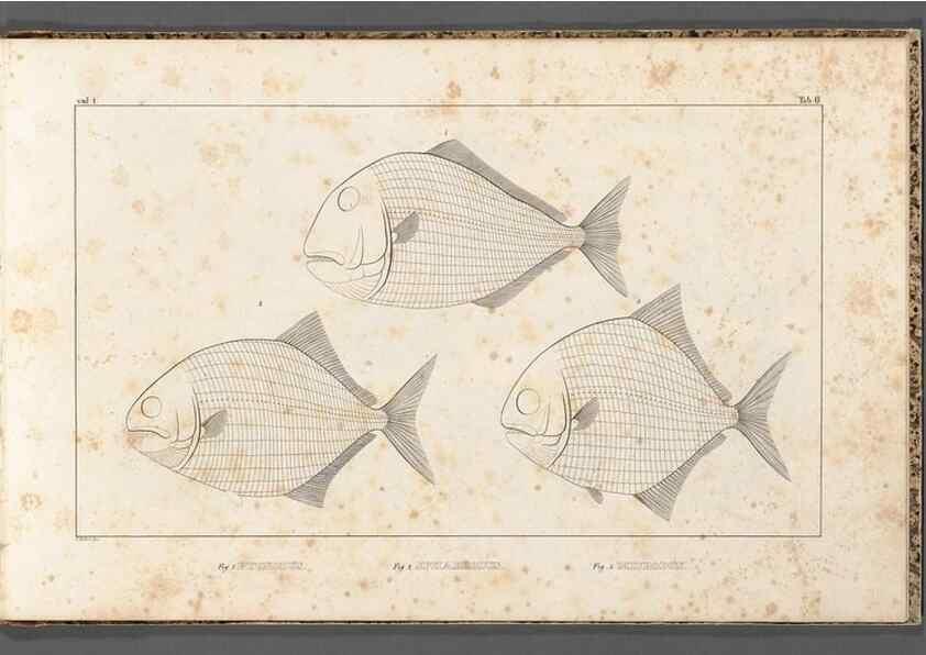 Reproducción/Reproduction 49639706763: Recherches sur les poissons fossiles ... /. Neuchatel :Petitpierre,1833-43.. 