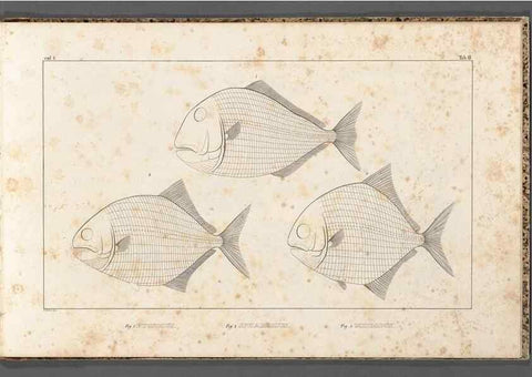 Reproducción/Reproduction 49639706763: Recherches sur les poissons fossiles ... /. Neuchatel :Petitpierre,1833-43.. 