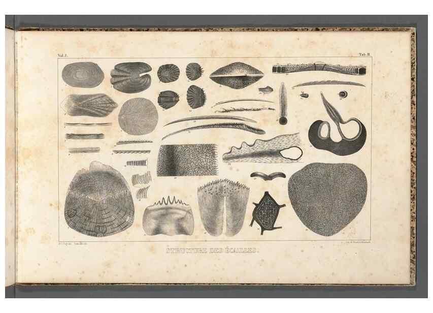 Reproducción/Reproduction 49640502877: Recherches sur les poissons fossiles ... /. Neuchatel :Petitpierre,1833-43.. 