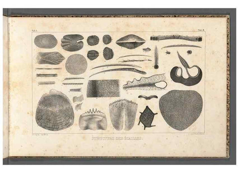 Reproducción/Reproduction 49640502877: Recherches sur les poissons fossiles ... /. Neuchatel :Petitpierre,1833-43.. 