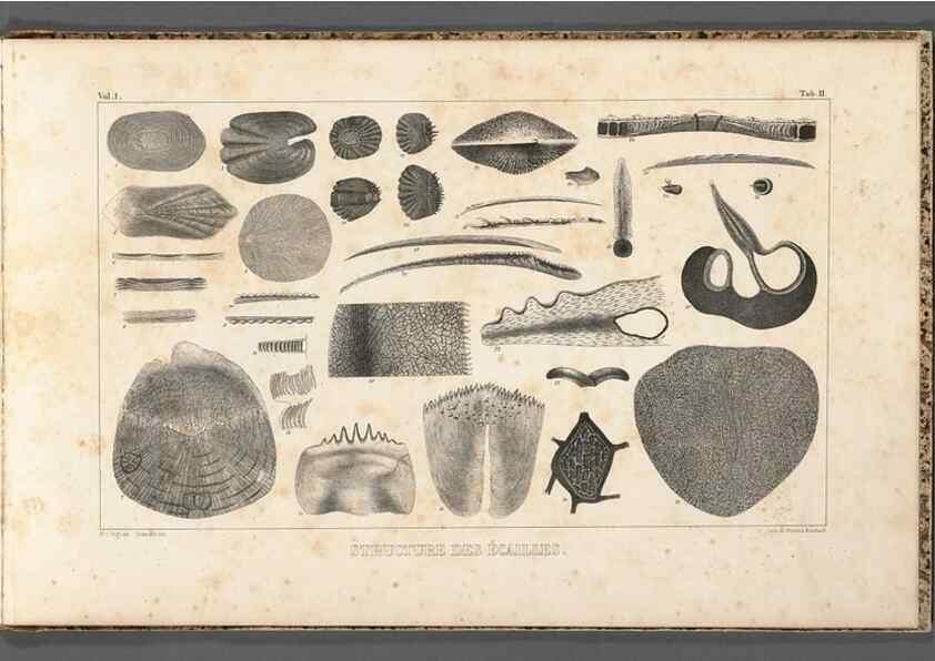 Reproducción/Reproduction 49640502877: Recherches sur les poissons fossiles ... /. Neuchatel :Petitpierre,1833-43.. 