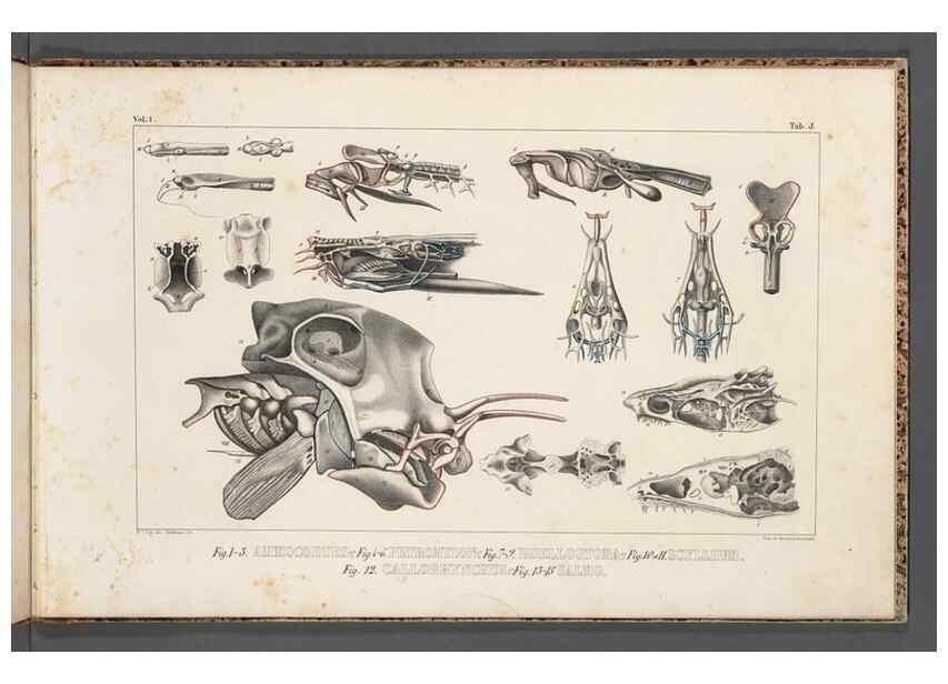 Reproducción/Reproduction 49639707283: Recherches sur les poissons fossiles ... /. Neuchatel :Petitpierre,1833-43.. 