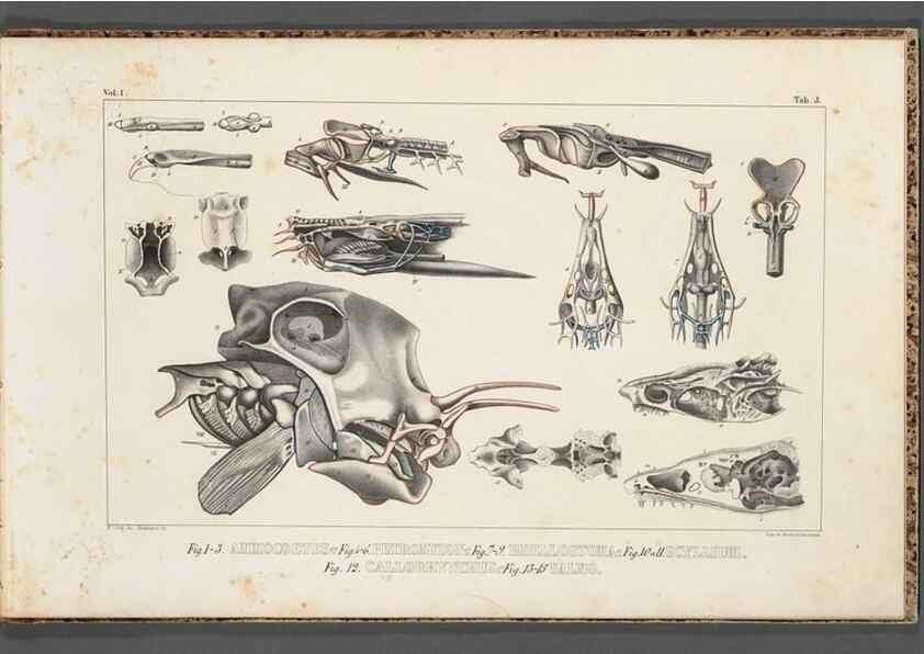 Reproducción/Reproduction 49639707283: Recherches sur les poissons fossiles ... /. Neuchatel :Petitpierre,1833-43.. 