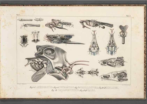 Reproducción/Reproduction 49639707283: Recherches sur les poissons fossiles ... /. Neuchatel :Petitpierre,1833-43.. 