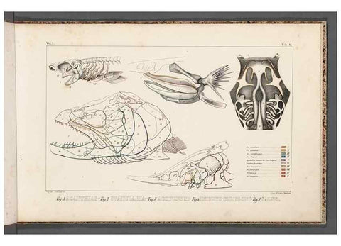 Reproducción/Reproduction 49640503672: Recherches sur les poissons fossiles ... /. Neuchatel :Petitpierre,1833-43.. 