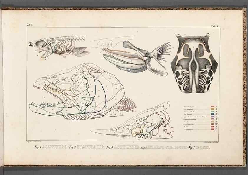 Reproducción/Reproduction 49640503672: Recherches sur les poissons fossiles ... /. Neuchatel :Petitpierre,1833-43.. 