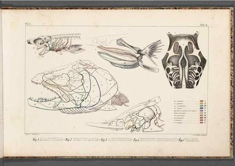 Reproducción/Reproduction 49640503672: Recherches sur les poissons fossiles ... /. Neuchatel :Petitpierre,1833-43.. 