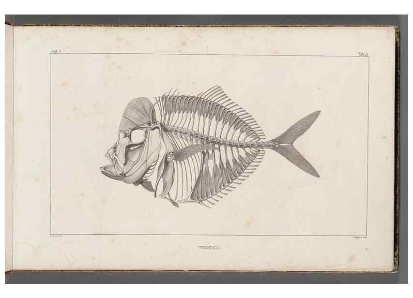 Reproducción/Reproduction 49640561612: Recherches sur les poissons fossiles ... /. Neuchatel :Petitpierre,1833-43.. 