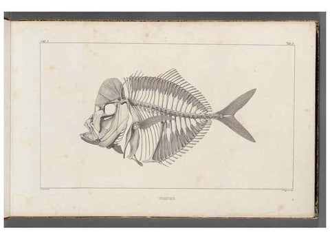 Reproducción/Reproduction 49640561612: Recherches sur les poissons fossiles ... /. Neuchatel :Petitpierre,1833-43.. 