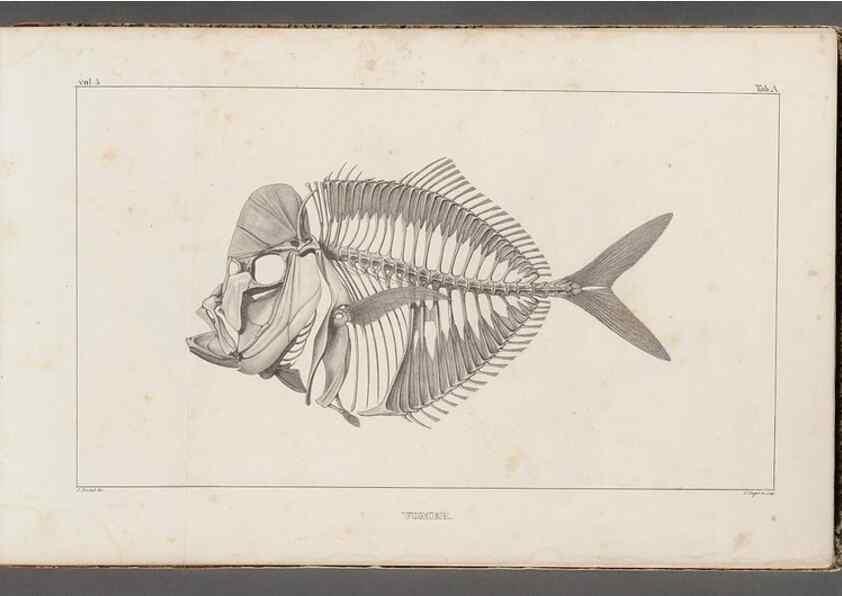 Reproducción/Reproduction 49640561612: Recherches sur les poissons fossiles ... /. Neuchatel :Petitpierre,1833-43.. 