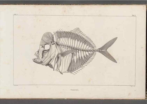 Reproducción/Reproduction 49640561612: Recherches sur les poissons fossiles ... /. Neuchatel :Petitpierre,1833-43.. 