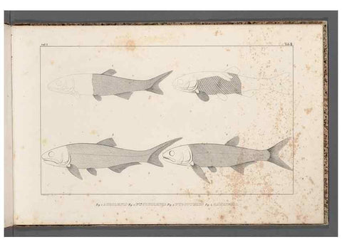 Reproducción/Reproduction 49639705958: Recherches sur les poissons fossiles ... /. Neuchatel :Petitpierre,1833-43.. 
