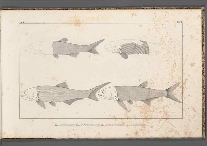 Reproducción/Reproduction 49639705958: Recherches sur les poissons fossiles ... /. Neuchatel :Petitpierre,1833-43.. 