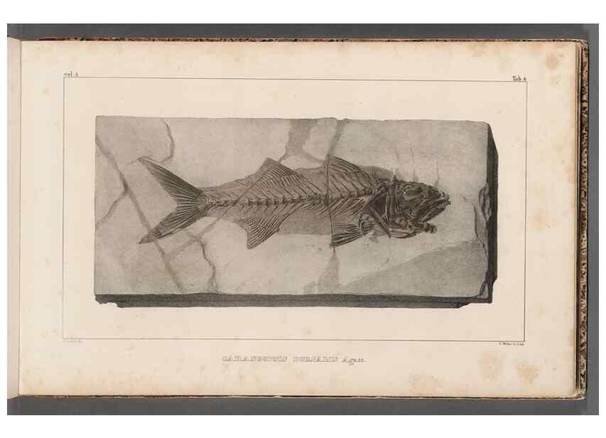 Reproducción/Reproduction 49639771723: Recherches sur les poissons fossiles ... /. Neuchatel :Petitpierre,1833-43.. 