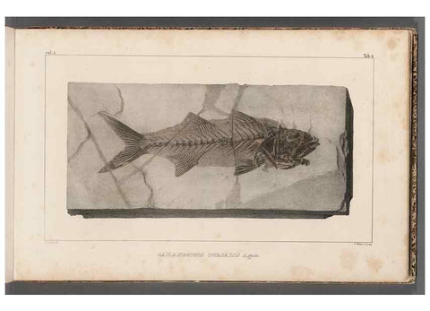 Reproducción/Reproduction 49639771723: Recherches sur les poissons fossiles ... /. Neuchatel :Petitpierre,1833-43.. 