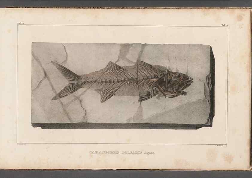 Reproducción/Reproduction 49639771723: Recherches sur les poissons fossiles ... /. Neuchatel :Petitpierre,1833-43.. 