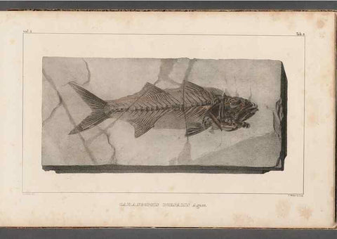 Reproducción/Reproduction 49639771723: Recherches sur les poissons fossiles ... /. Neuchatel :Petitpierre,1833-43.. 