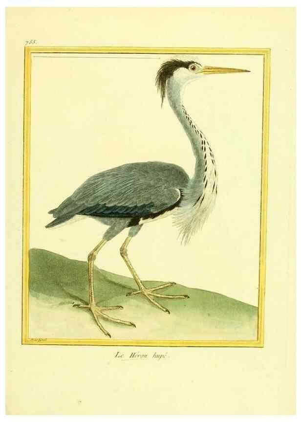 Reproducción/Reproduction 49640414427: Planches enluminées d'histoire naturelle. Paris? :s.n.,1765-1783?. 