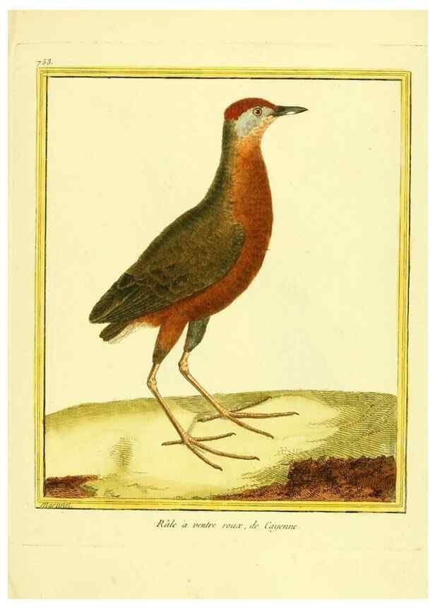 Reproducción/Reproduction 49640141411: Planches enluminées d'histoire naturelle. Paris? :s.n.,1765-1783?. 