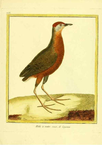 Reproducción/Reproduction 49640141411: Planches enluminées d'histoire naturelle. Paris? :s.n.,1765-1783?. 