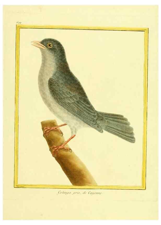 Reproducción/Reproduction 49640109176: Planches enluminées d'histoire naturelle. Paris? :s.n.,1765-1783?. 