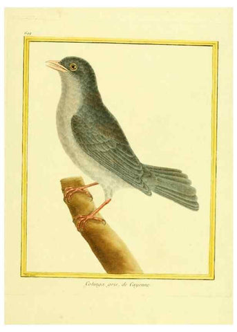 Reproducción/Reproduction 49640109176: Planches enluminées d'histoire naturelle. Paris? :s.n.,1765-1783?. 