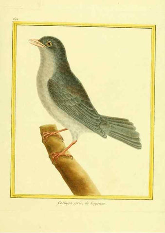 Reproducción/Reproduction 49640109176: Planches enluminées d'histoire naturelle. Paris? :s.n.,1765-1783?. 
