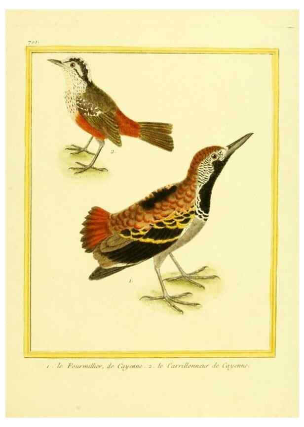Reproducción/Reproduction 49639585273: Planches enluminées d'histoire naturelle. Paris? :s.n.,1765-1783?. 