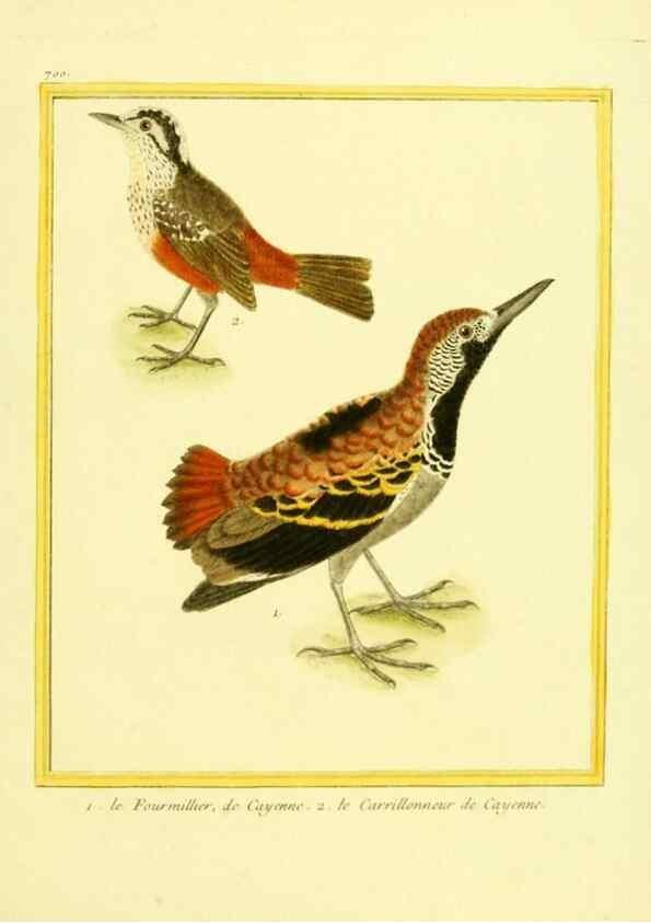 Reproducción/Reproduction 49639585273: Planches enluminées d'histoire naturelle. Paris? :s.n.,1765-1783?. 