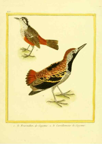 Reproducción/Reproduction 49639585273: Planches enluminées d'histoire naturelle. Paris? :s.n.,1765-1783?. 