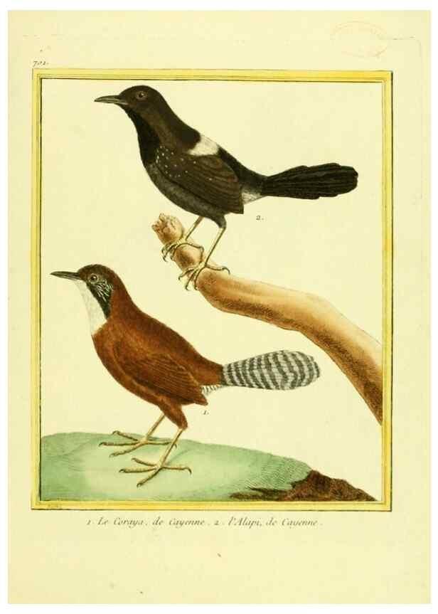 Reproducción/Reproduction 49639604363: Planches enluminées d'histoire naturelle. Paris? :s.n.,1765-1783?. 