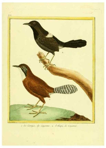 Reproducción/Reproduction 49639604363: Planches enluminées d'histoire naturelle. Paris? :s.n.,1765-1783?. 