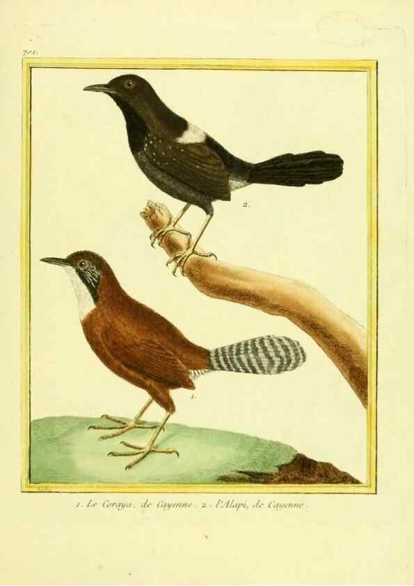 Reproducción/Reproduction 49639604363: Planches enluminées d'histoire naturelle. Paris? :s.n.,1765-1783?. 