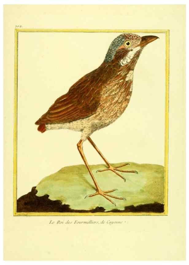Reproducción/Reproduction 49639604658: Planches enluminées d'histoire naturelle. Paris? :s.n.,1765-1783?. 