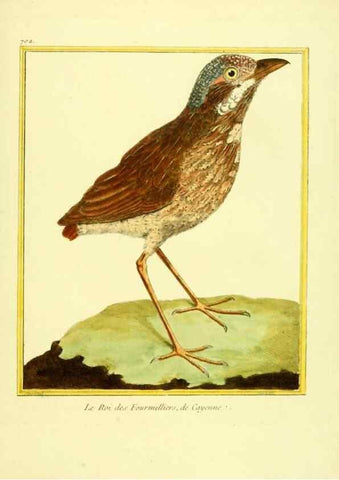 Reproducción/Reproduction 49639604658: Planches enluminées d'histoire naturelle. Paris? :s.n.,1765-1783?. 