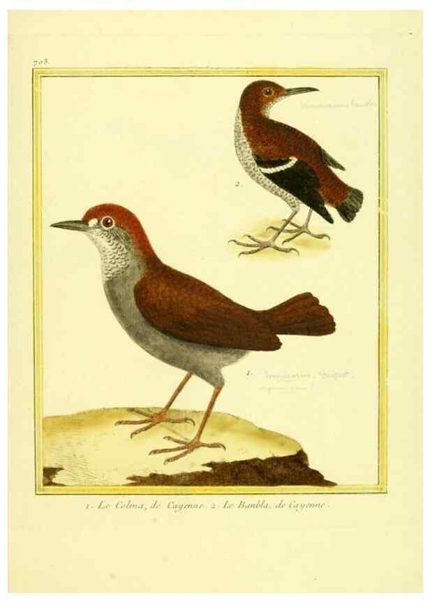 Reproducción/Reproduction 49640128316: Planches enluminées d'histoire naturelle. Paris? :s.n.,1765-1783?. 