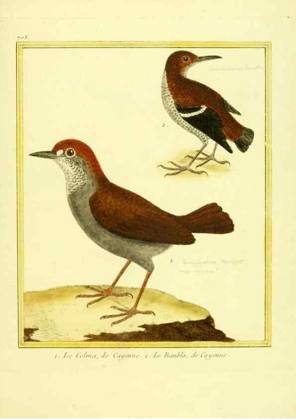 Reproducción/Reproduction 49640128316: Planches enluminées d'histoire naturelle. Paris? :s.n.,1765-1783?. 