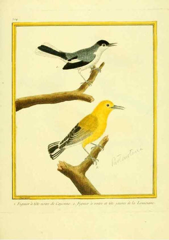 Reproducción/Reproduction 49640128531: Planches enluminées d'histoire naturelle. Paris? :s.n.,1765-1783?. 