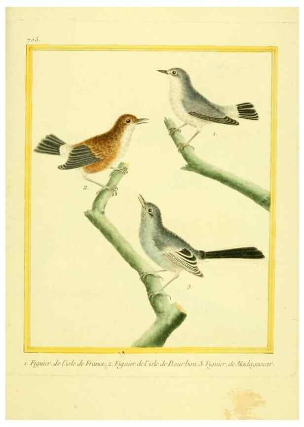 Reproducción/Reproduction 49640128826: Planches enluminées d'histoire naturelle. Paris? :s.n.,1765-1783?. 