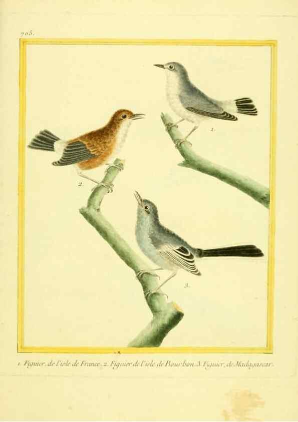 Reproducción/Reproduction 49640128826: Planches enluminées d'histoire naturelle. Paris? :s.n.,1765-1783?. 
