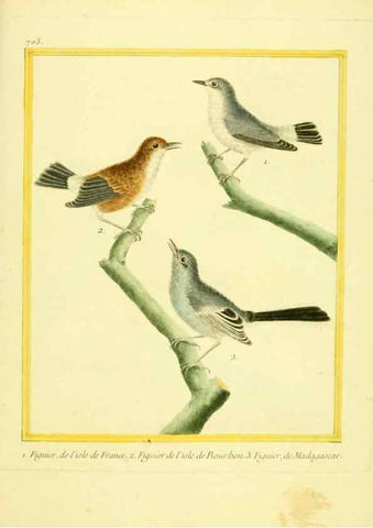 Reproducción/Reproduction 49640128826: Planches enluminées d'histoire naturelle. Paris? :s.n.,1765-1783?. 