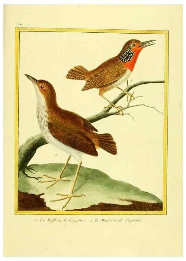 Reproducción/Reproduction 49640401867: Planches enluminées d'histoire naturelle. Paris? :s.n.,1765-1783?. 