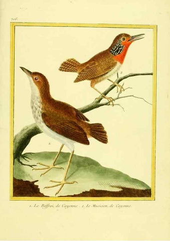 Reproducción/Reproduction 49640401867: Planches enluminées d'histoire naturelle. Paris? :s.n.,1765-1783?. 