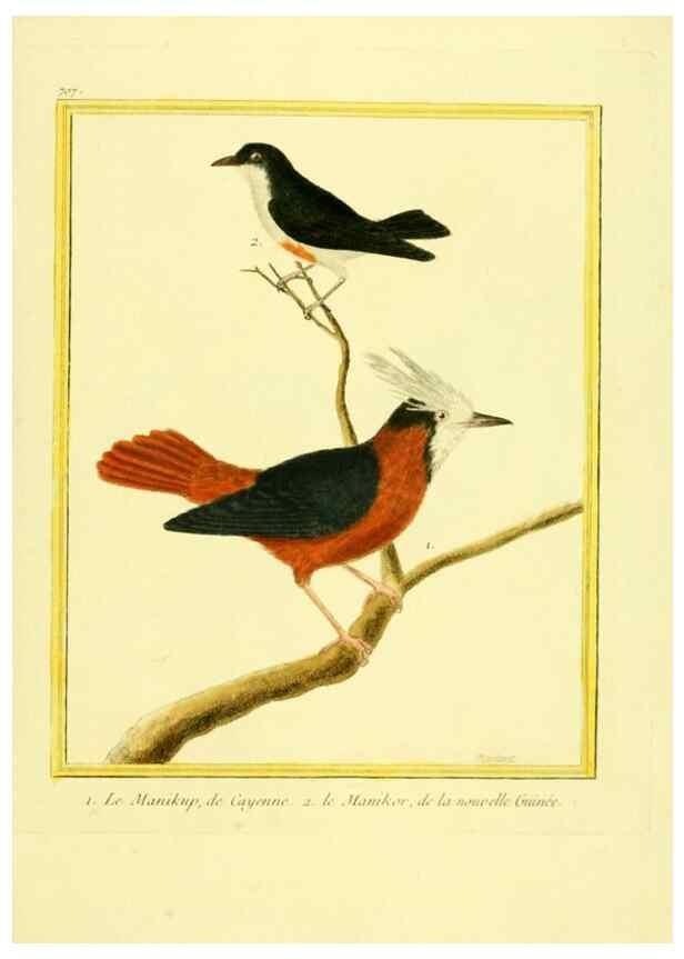 Reproducción/Reproduction 49639605733: Planches enluminées d'histoire naturelle. Paris? :s.n.,1765-1783?. 