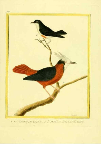 Reproducción/Reproduction 49639605733: Planches enluminées d'histoire naturelle. Paris? :s.n.,1765-1783?. 