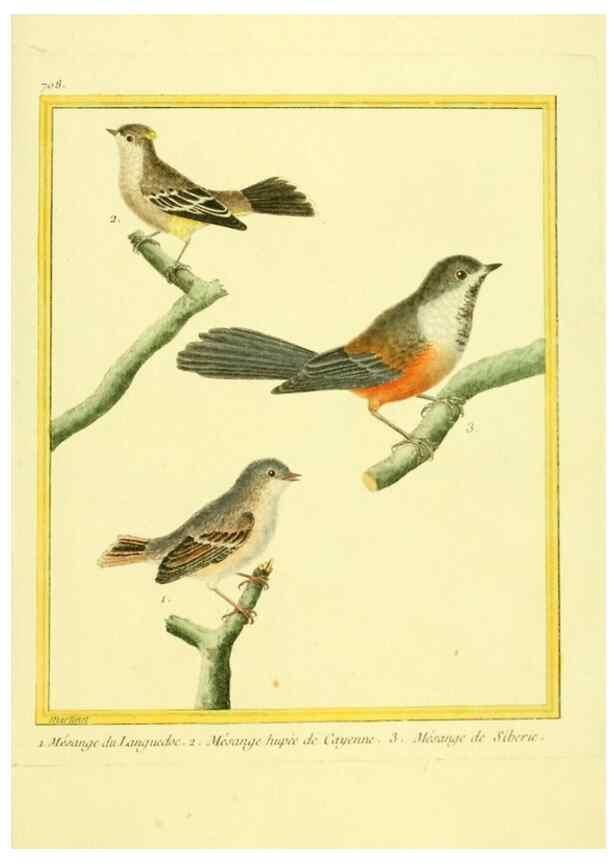 Reproducción/Reproduction 49640402222: Planches enluminées d'histoire naturelle. Paris? :s.n.,1765-1783?. 