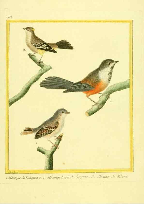 Reproducción/Reproduction 49640402222: Planches enluminées d'histoire naturelle. Paris? :s.n.,1765-1783?. 