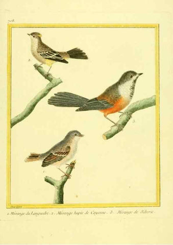 Reproducción/Reproduction 49640402222: Planches enluminées d'histoire naturelle. Paris? :s.n.,1765-1783?. 