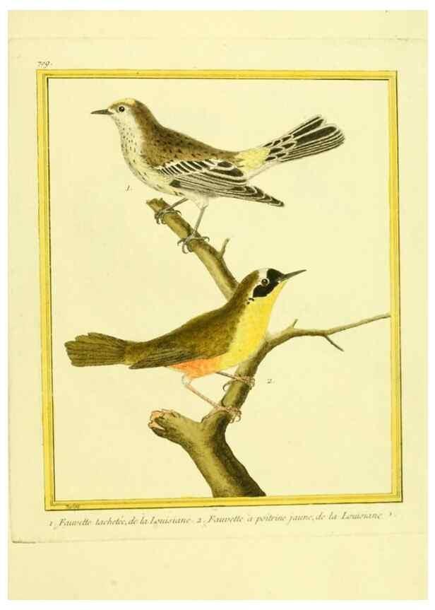Reproducción/Reproduction 49640129581: Planches enluminées d'histoire naturelle. Paris? :s.n.,1765-1783?. 